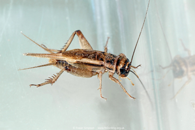 House Cricket (Acheta domesticus)  Fraser Simpson