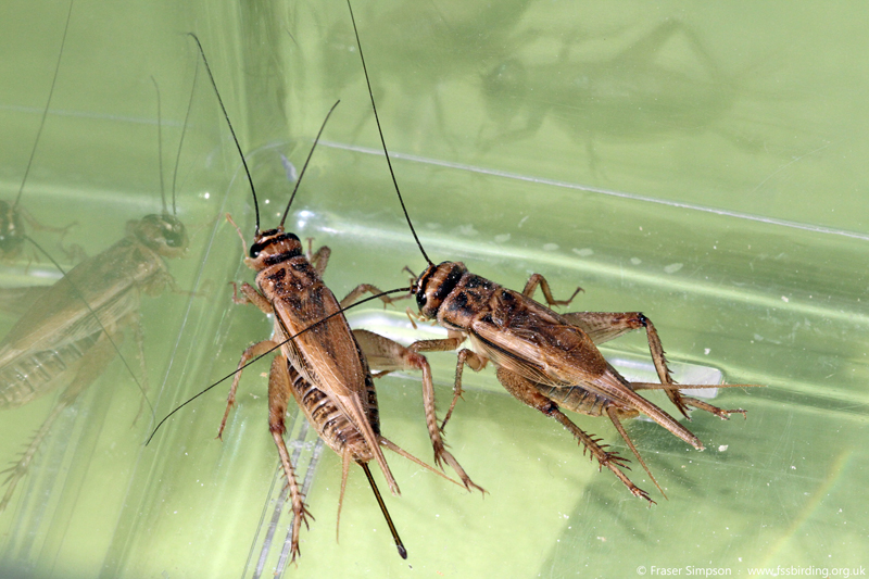 House Cricket (Acheta domesticus)  Fraser Simpson