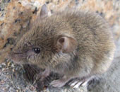 House Mouse