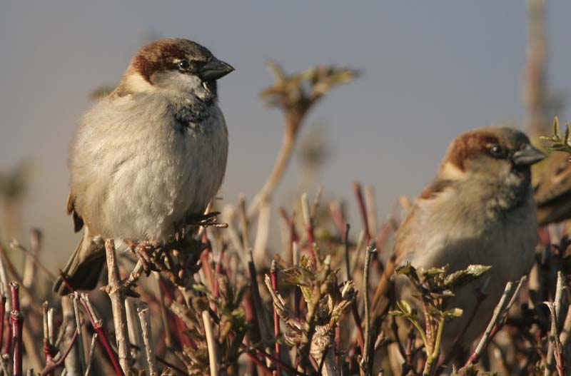 House Sparrow (m)  2005  F. S. Simpson
