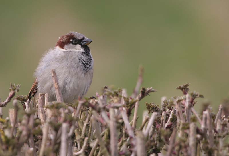 House Sparrow (m)  2005  F. S. Simpson