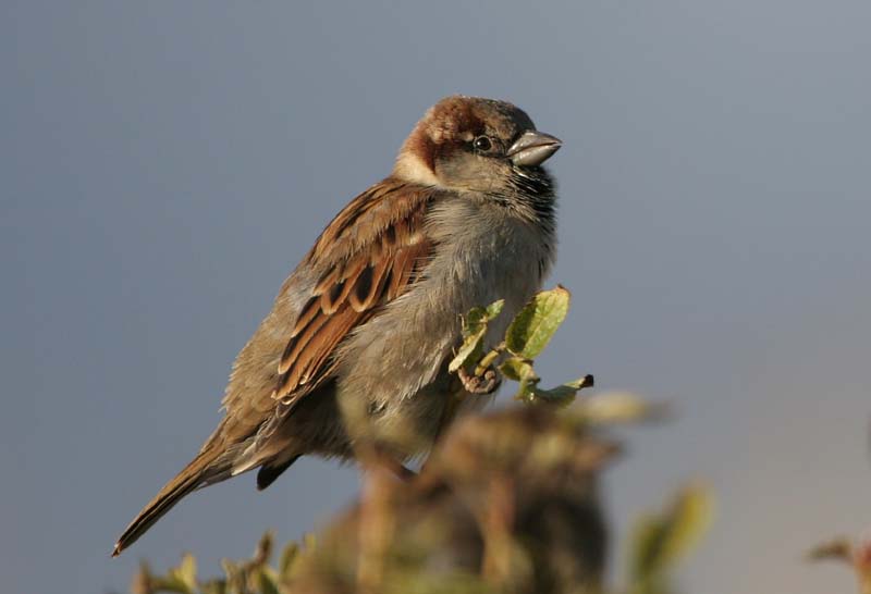 House Sparrow (m)  2005  F. S. Simpson