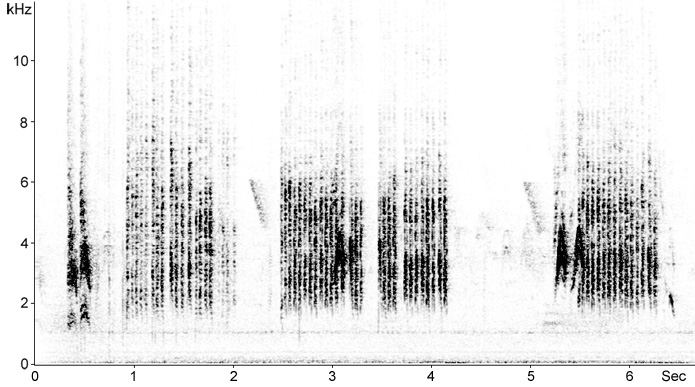 Sonogram of House Sparrows calls