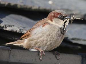House Sparrow Fraser Simpson