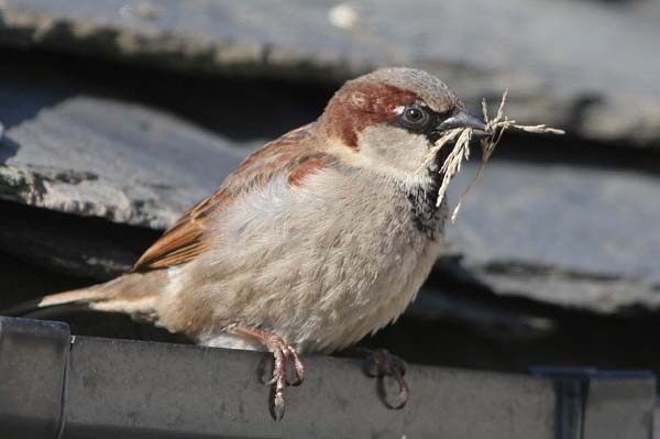 House Sparrow at Troon  2005  F. S. Simpson