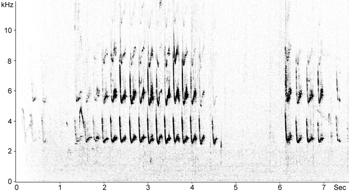 Sonogram of House Sparrow calls