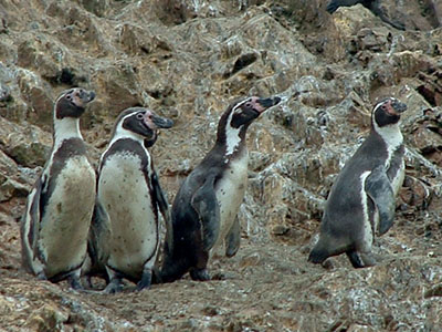 Humboldt Penguin