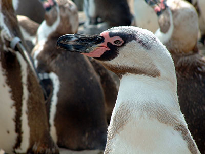 Humboldt Penguin