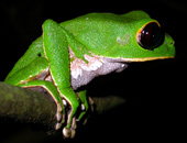 Hyla sp.