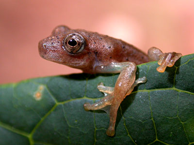 Hyla sp.