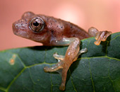 Hyla sp.