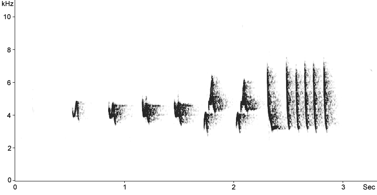 Sonogram of Iberian Chiffchaff song