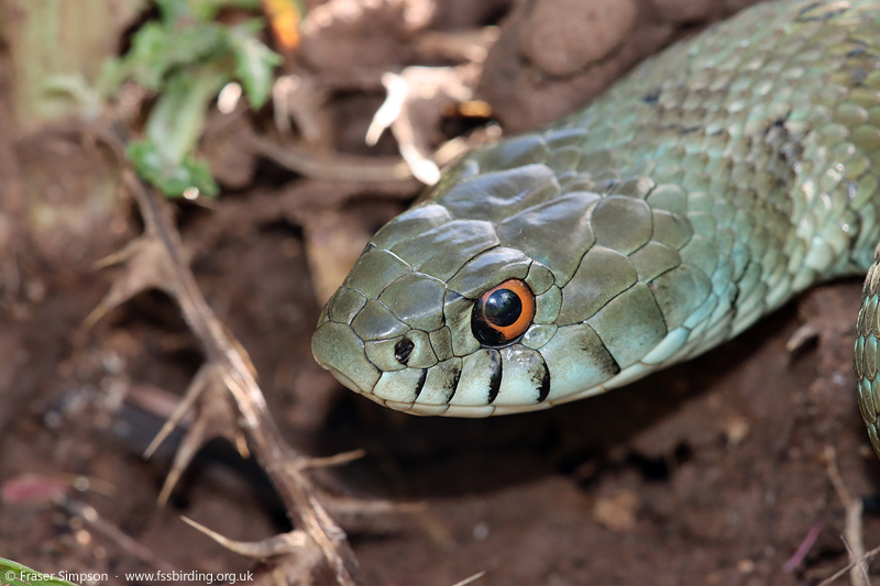 Iberian Grass Snake (Natrix astreptophora), Valle de Oj�n, Andaluc�a, Spain, April 2025 � Fraser Simpson