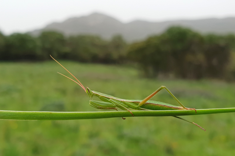 Iberian Mantis (Apteromantis aptera), Valle de Ojn, Parque Natural de los Alcornocales, Spain  Fraser Simpson