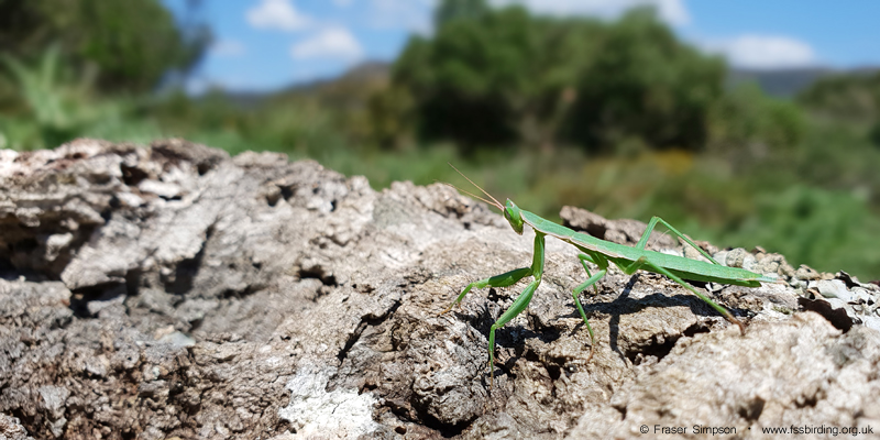 Iberian Mantis (Apteromantis aptera), Valle de Ojn  Fraser Simpson