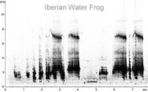 Iberian Water Frog sonogram  Fraser Simpson www.fssbirding.org.uk