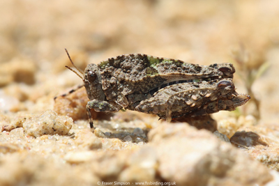 Iberian Wingless Groundhopper (Tetrix nodulos) © Fraser Simpson