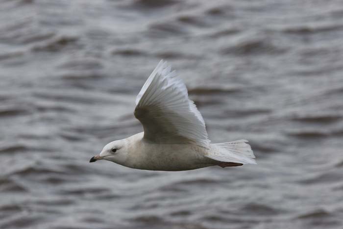 Iceland Gull � 2005  F. S. Simpson