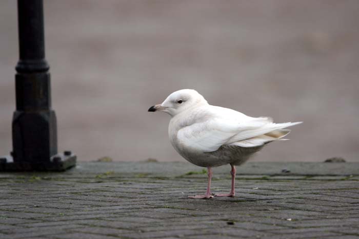 Iceland Gull � 2005  F. S. Simpson