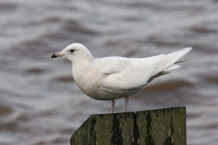 Iceland Gull � 2005  F. S. Simpson