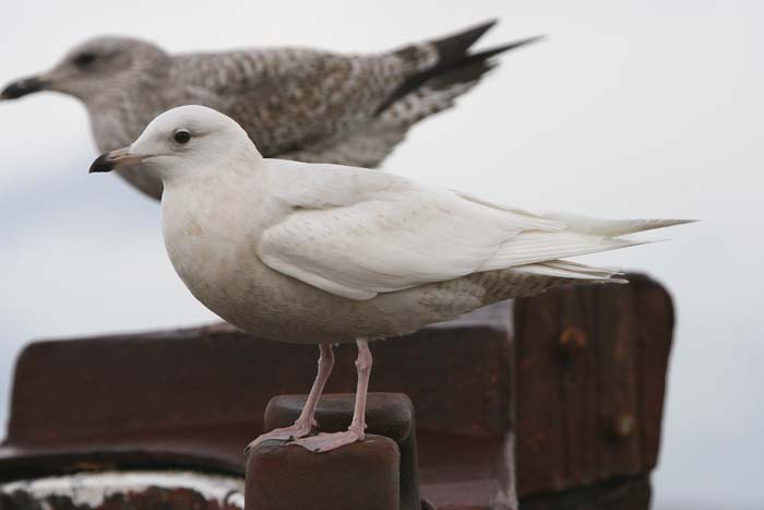 Iceland Gull � 2005  F. S. Simpson