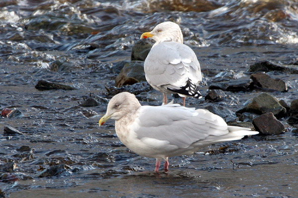 Iceland Gull 2005 Fraser Simpson