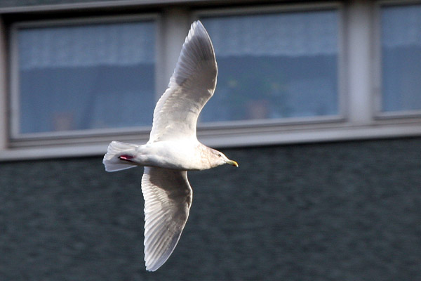 Iceland Gull 2005 Fraser Simpson