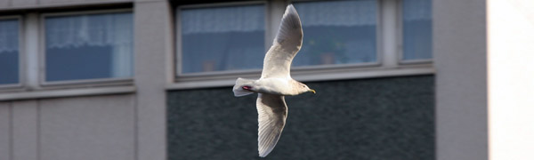 Iceland Gull, Ayr ©2005 Fraser Simpson