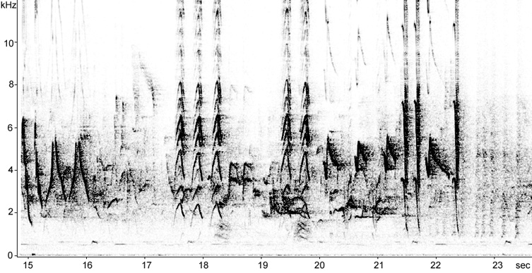 Sonogram of Icterine Warbler song