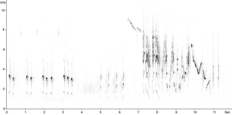 Sonogram of Icterine Warbler, Hippolais icterina  2009 Fraser Simpson