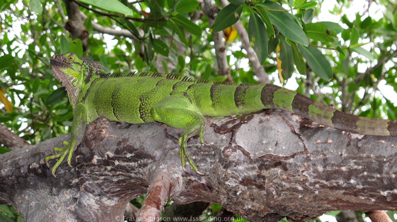 Green Iguana (Iguana iguana)  Fraser Simpson