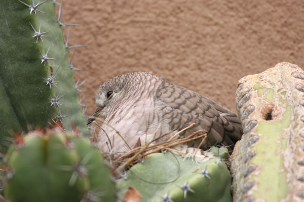 Inca Dove 2006 Fraser Simpson