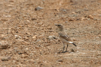 Isabelline Wheatear, Evros Delta � 2005  F. S. Simpson