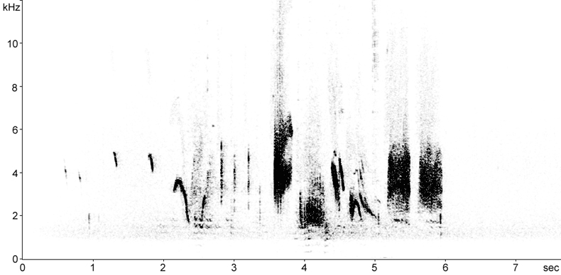 Sonogram of Isabelline Wheatear song