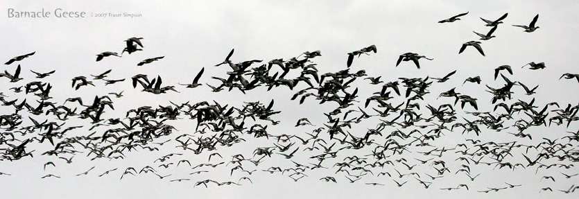 Barnacle Geese  2007 Fraser Simpson