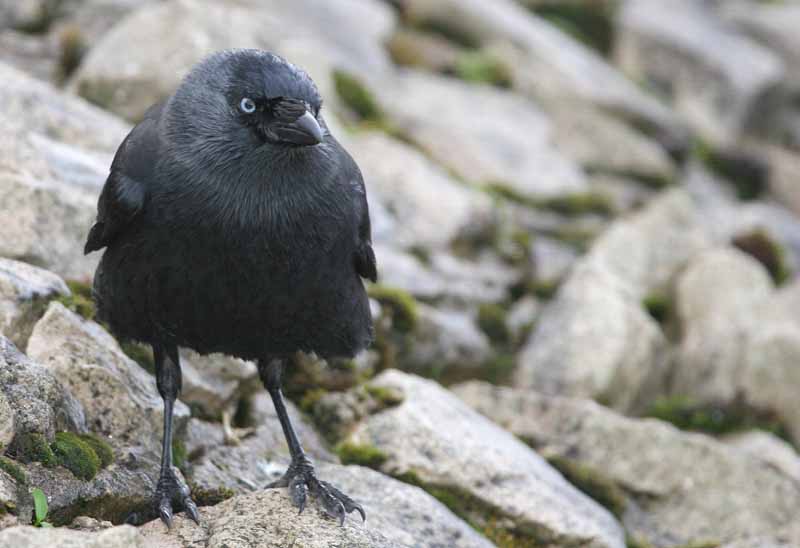 Jackdaw � 2005  F. S. Simpson