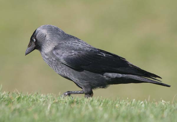 Jackdaw at Ardeer  2005  F. S. Simpson