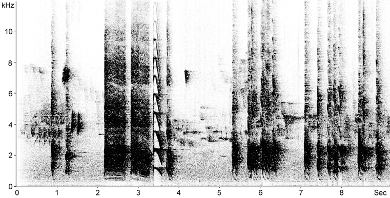 Sonogram of Jackdaw breeding calls