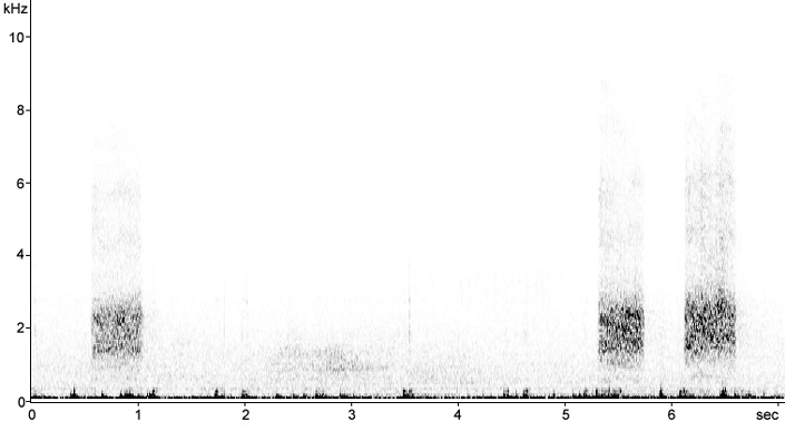 Sonogram of Jackdaw mobbing calls