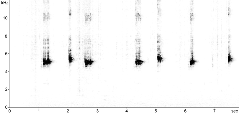 Sonogram of Jamaican Field Cricket stridulation