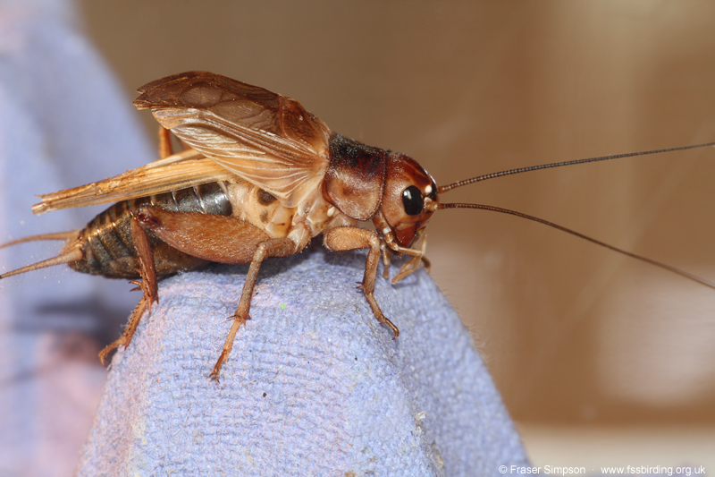 Jamaican Field Cricket (Gryllus assimilis)  Fraser Simpson