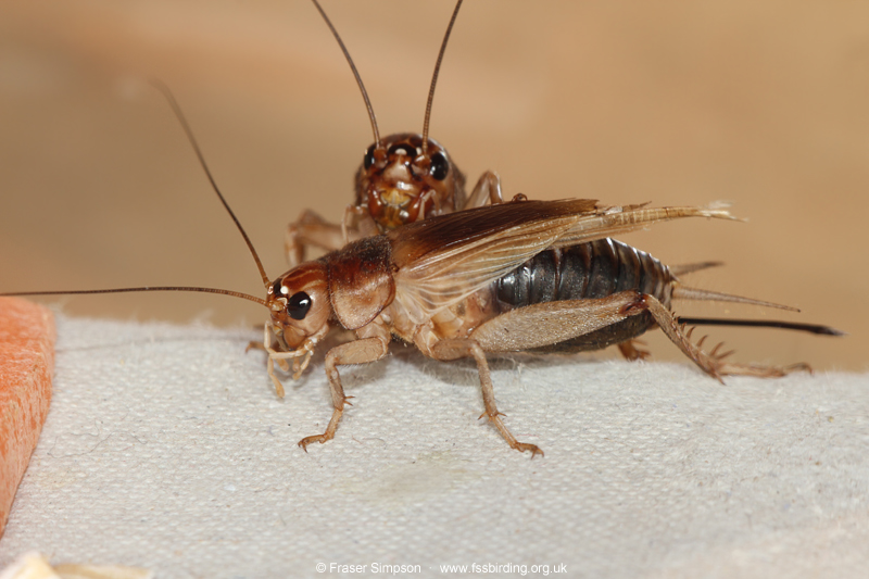 Jamaican Field Cricket (Gryllus assimilis)  Fraser Simpson