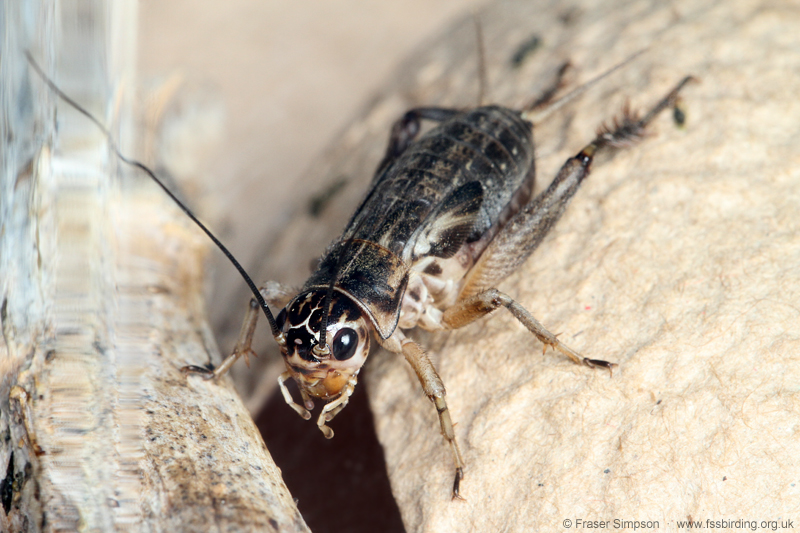 Jamaican Field Cricket (Gryllus assimilis)  Fraser Simpson