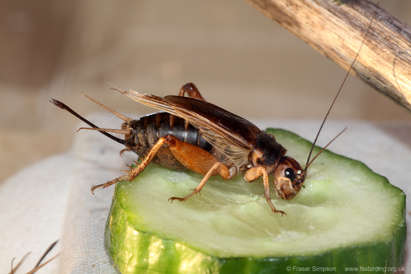 Jamaican Field Cricket (Gryllus assimilis)  Fraser Simpson