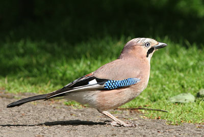 Jay  2005  F. S. Simpson