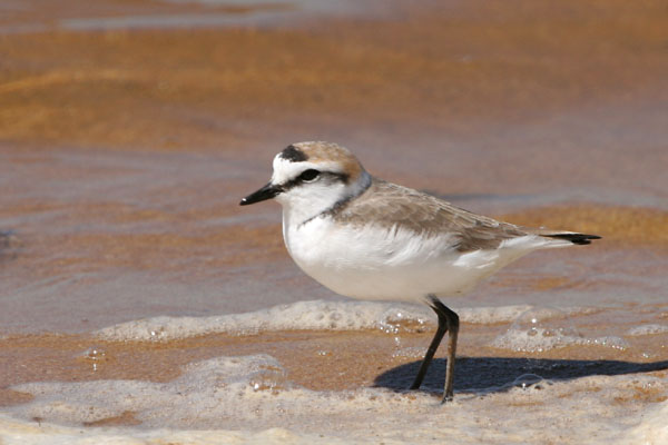 Kentish Plover 2006 Fraser Simpson