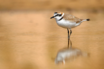 Kentish Plover  Fraser Simpson