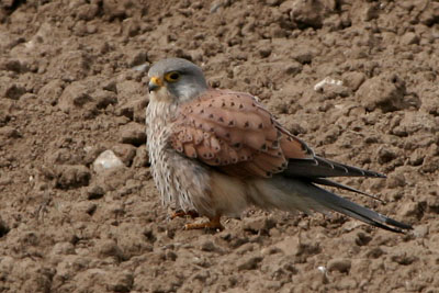 Kestel (male) � 2005  F. S. Simpson