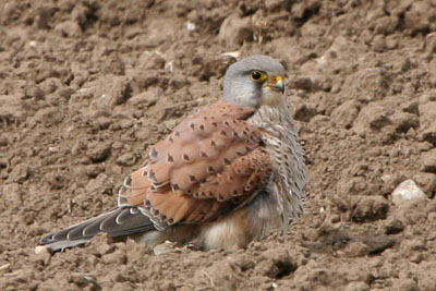 Kestel (male) � 2005  F. S. Simpson