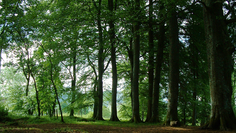 Beech woodland between Kindrogan House and the walled garden  Fraser Simpson 